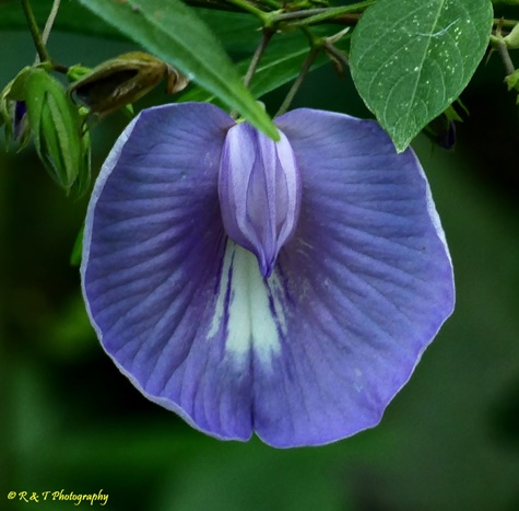 {Centrosema virginianum}